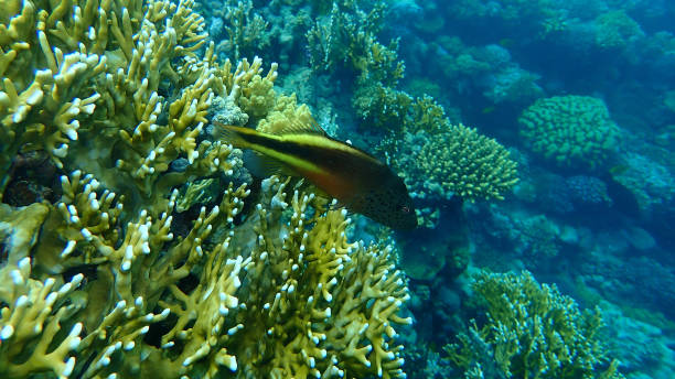 istock Blackside hawkfish (Paracirrhites forsteri) undersea, Red Sea, Egypt 1319575732