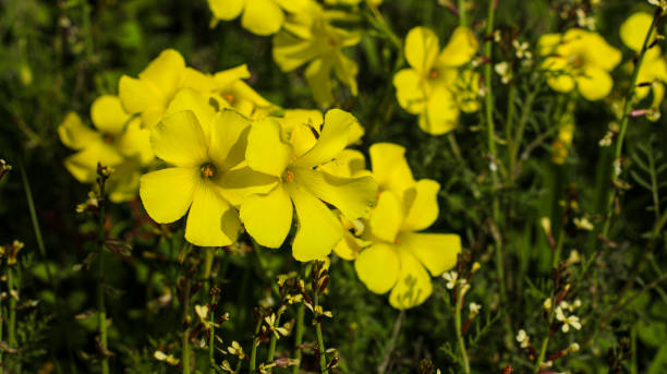 Oxalis pre-caprae flowers stock photo