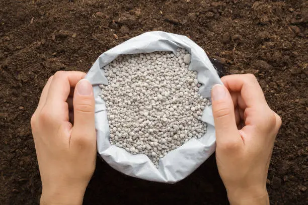 Photo of Young adult woman hands holding opened plastic bag with gray complex fertiliser granules on dark soil background. Closeup. Product for root feeding of vegetables, flowers and plants. Top down view.