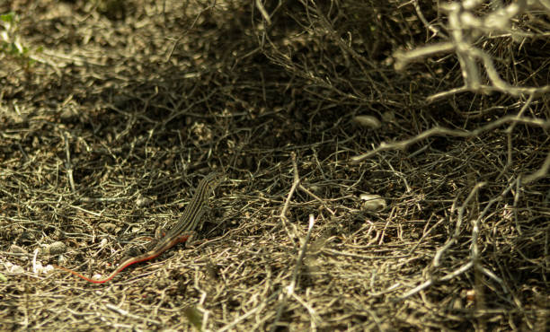 Red-tailed lizard stock photo