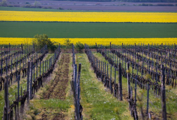 istock Row of vineyard with wheat crop and rape fields 1319576702