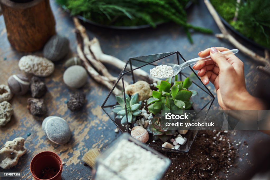 Floral designer decorating a polyhedron florarium with decorative stones Cropped photo of a female hand adding crushed white rocks to a geometric plant terrarium using a transparent disposable spoon Terrarium Stock Photo