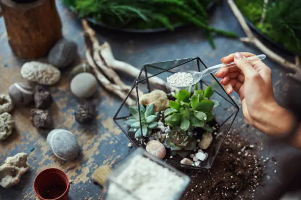 Cropped photo of a female hand adding crushed white rocks to a geometric plant terrarium using a transparent disposable spoon