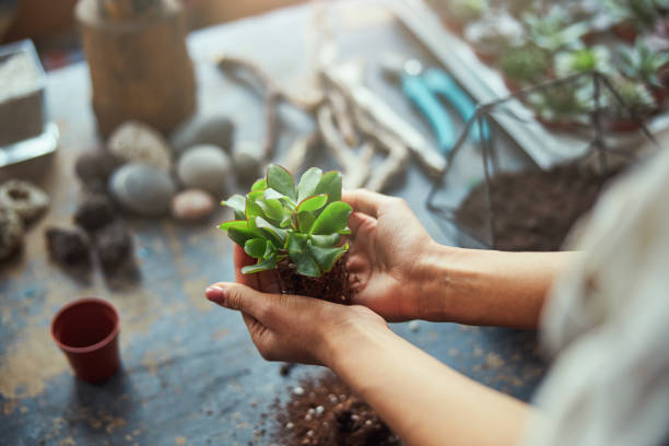 istock Experienced florist preparing a succulent plant for planting 1319577450