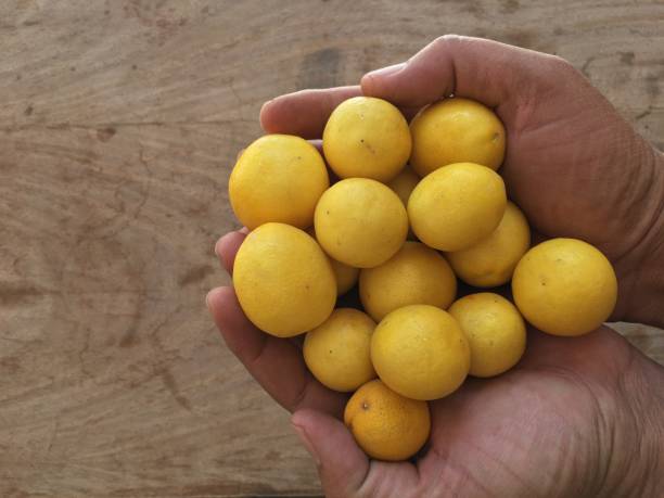 istock A farmer harvesting a lemons 1319578741