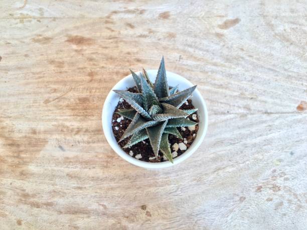 istock Hawothia plant in a white pot 1319579376