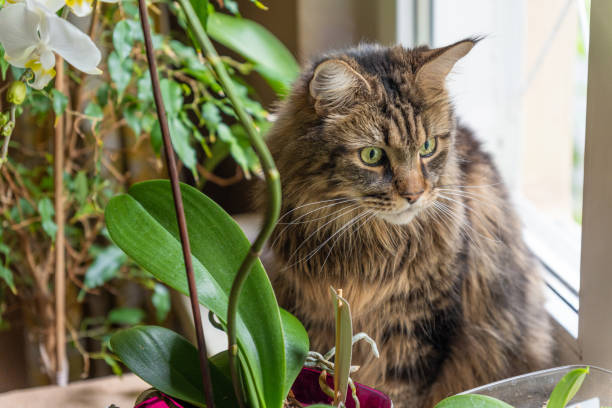 istock maine coon cat on a windowsill with decorative flowers 1319580794