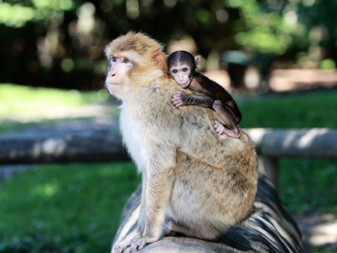 Female barbary macaque with baby monkey pickaback.