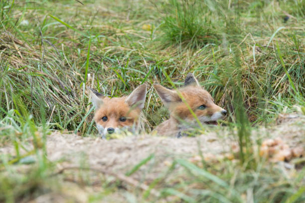 Two fox puppies look out of the building Two cute fox puppies carefully look out of the burrow asa animal stock pictures, royalty-free photos & images