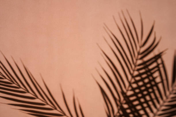 istock Palm leaves shadows on sienna background. Minimalism. 1319582881