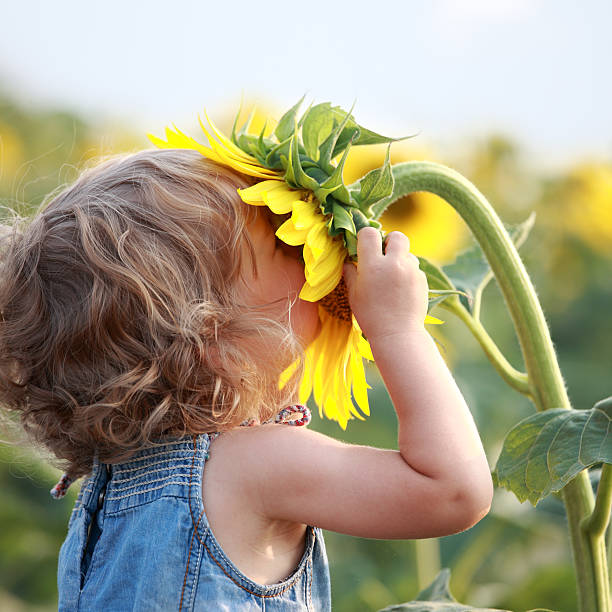 Sunny Cute child with sunflower in summer field sunflower photos stock pictures, royalty-free photos & images