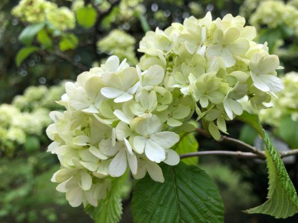 istock Whlte blossom in the park 1319585325