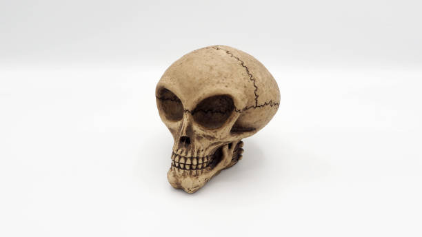 istock Alien skull toy model which made from plastic racin by hand made and white background studio shot and isolated. 1319588340