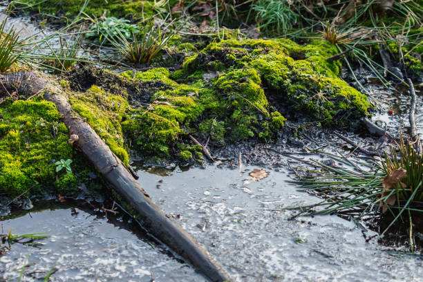 istock Natural Swamp - nature scene, biomass. 1319590966