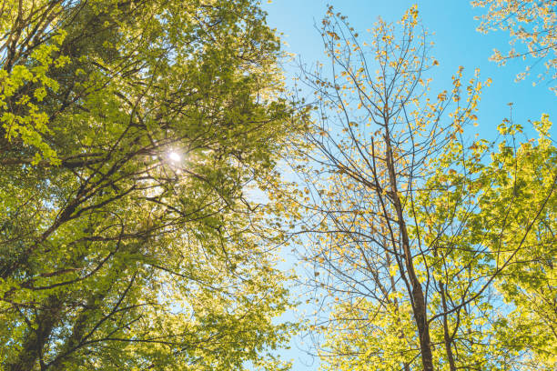 young leaves shine in the backlight of the sun. view of nature during a walk in spring and summer