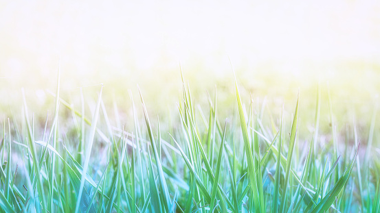 natural green grass spring background with place for text