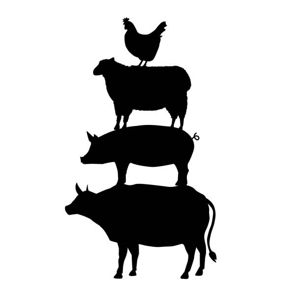 ilustrações, clipart, desenhos animados e ícones de vaca, porco, ovelhas, galo ficar um sobre o outro. animal da fazenda. estilo plano. - domestic pig