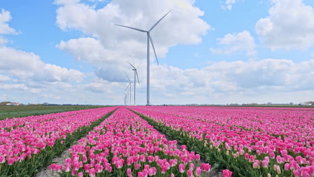 Big Dutch colorful tulip fields with wind turbines