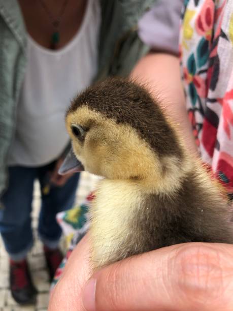 istock little duck - yellow - farm 1319596809