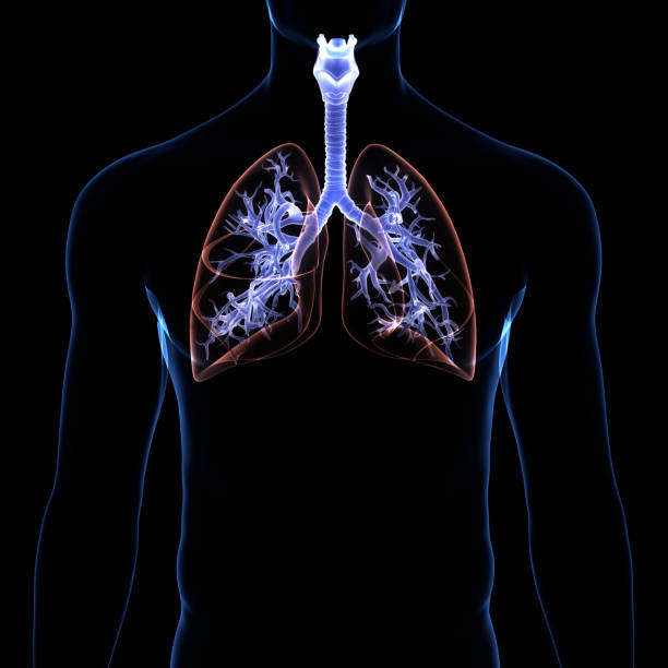 istock Human Respiratory System Lungs Anatomy 1319597214