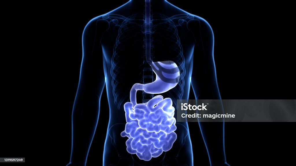 Human Digestive System Magen Mit Dünndarm Anatomie Stockfoto und mehr ...