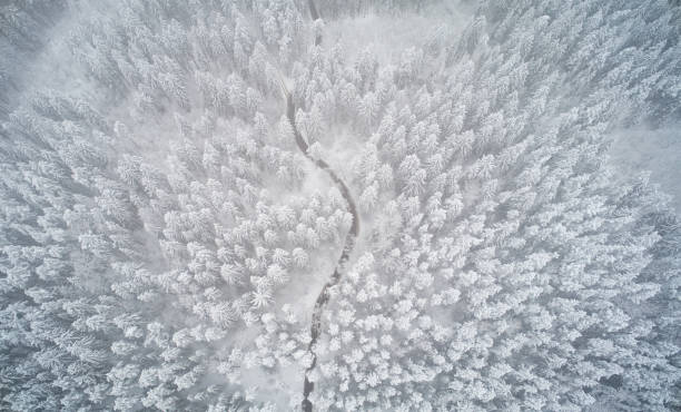 istock Winter foggy forest 1319598097