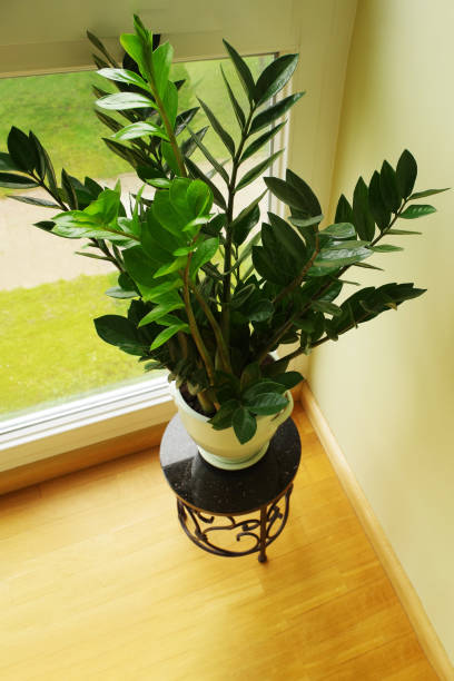 istock Zamioculcas flower 1319598139