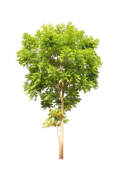 istock Isolated mahogany tree cut out on white background for landscape design 1319598385