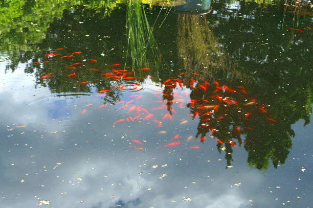 koi, varietà colorate di carpa amur (cyprinus rubrofuscus), in giardino acquatico all'aperto - riverdale the bronx foto e immagini stock