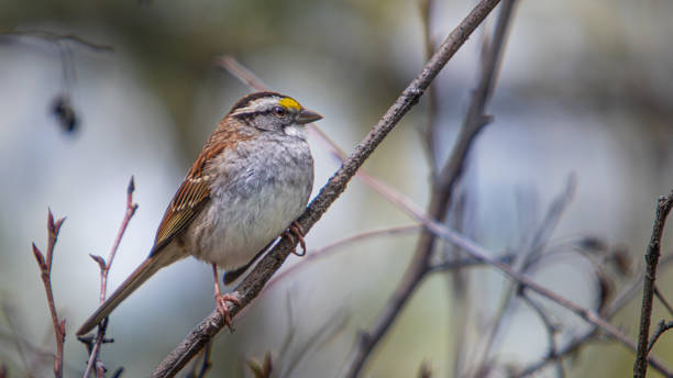 A white-throated sparrow in the forest.