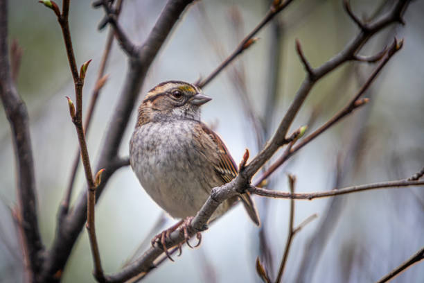 A white-throated sparrow in the forest.