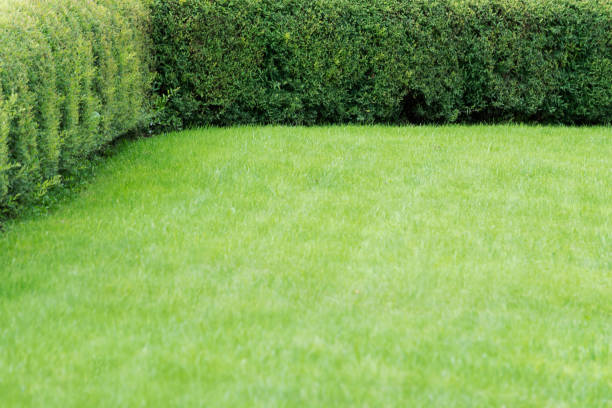 istock View of an evenly trimmed deciduous shrub growing in a dense wall 1319600768