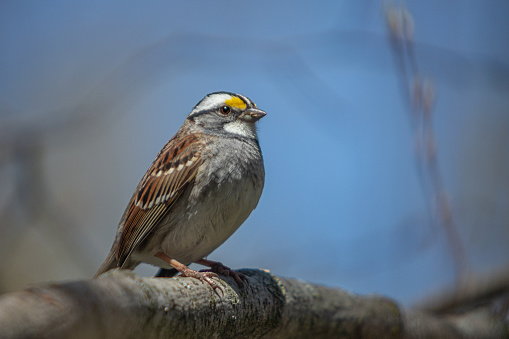 A white-throated sparrow in the forest.