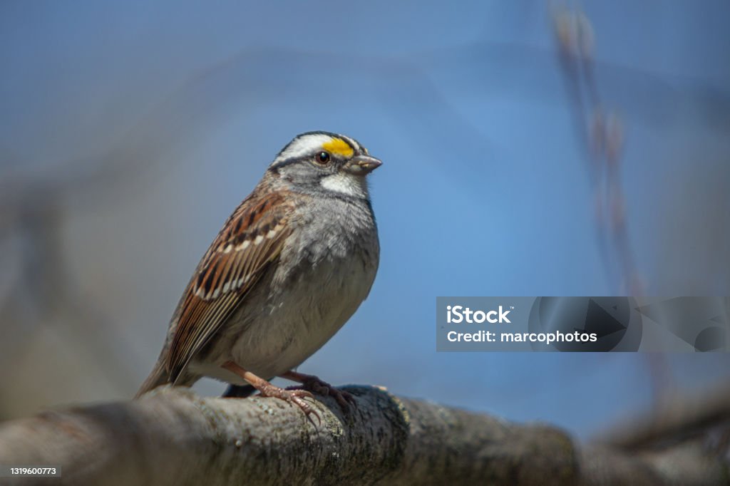 White-throated Sparrow, White-throated Sparrow. A white-throated sparrow in the forest. White-throated Sparrow Stock Photo
