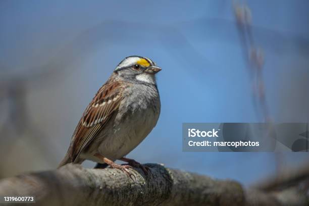 Whitethroated Sparrow Whitethroated Sparrow Stock Photo - Download Image Now - White-throated Sparrow, Natural Parkland, Public Park