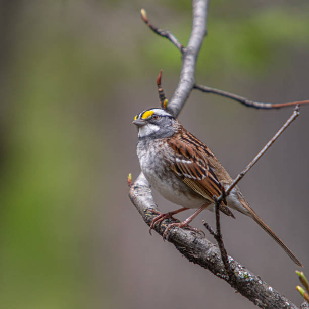 istock White-throated Sparrow, White-throated Sparrow. 1319600782