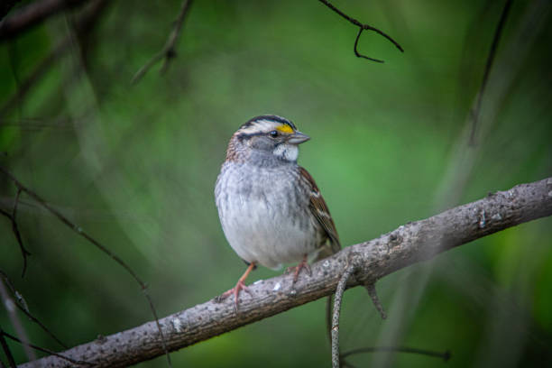istock White-throated Sparrow, White-throated Sparrow. 1319600841