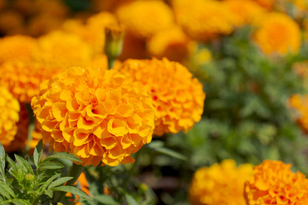 istock Orange French marigold flowers 1319601444