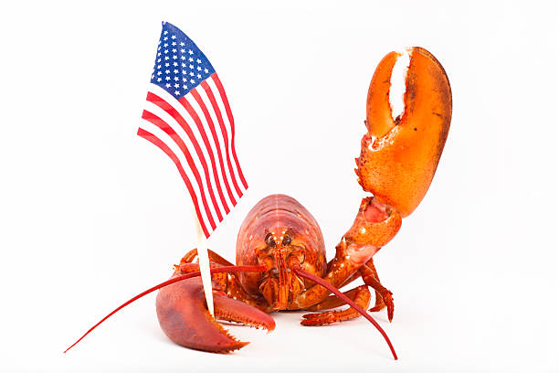 Cooked lobster is holding american flag