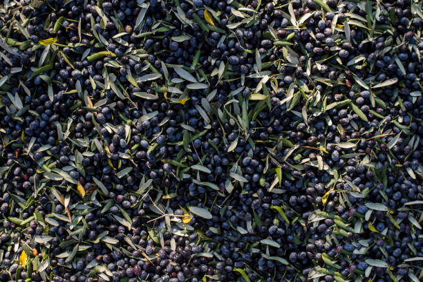 Freshly Picked Olives stock photo