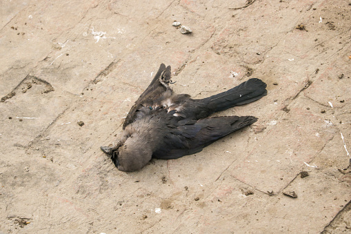 Decaying body of a died crow