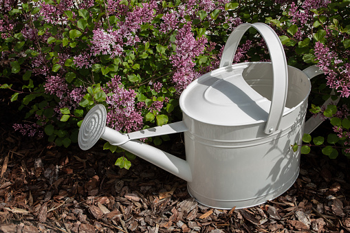 A white watering can among the lilac bushes. Summer sunny day.