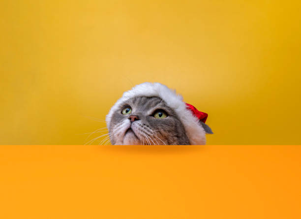 istock Big-headed british shorthair cat with santa hat 1319604885
