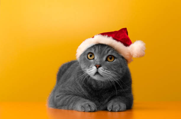 istock Big-headed british shorthair cat with santa hat 1319604915