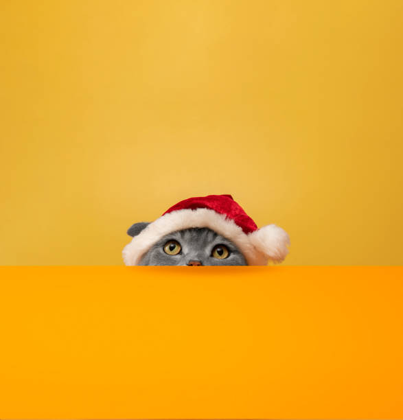 istock Big-headed british shorthair cat with santa hat 1319604975