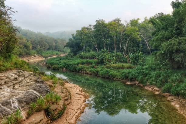 istock green river in green forest 1319605390