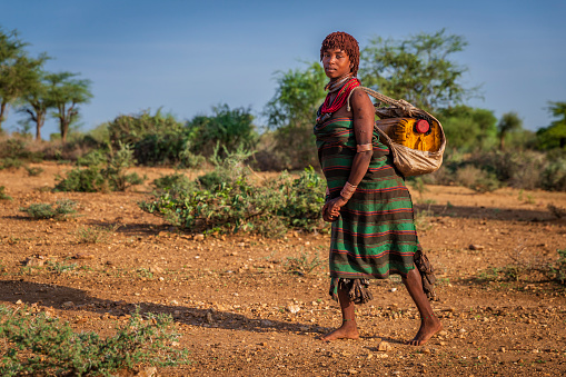 African young pregnant woman from Hamer tribe carrying water to the village. African women and children often walk long distances to bring back jugs of water that they carry on their back.