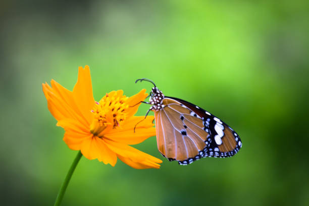 9,432 Butterfly Flower Stock Photos, Pictures & Royalty-Free Images - iStock | Butterfly flower isolated, Butterfly flower pattern, Butterfly flower watercolor 9,432 Butterfly Flower Stock Photos, Pictures & Royalty-Free Images - iStock | Butterfly flower isolated, Butterfly flower pattern, Butterfly flower watercolor