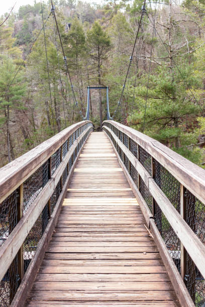 istock Wooden suspension bridge in the forest 1319611220