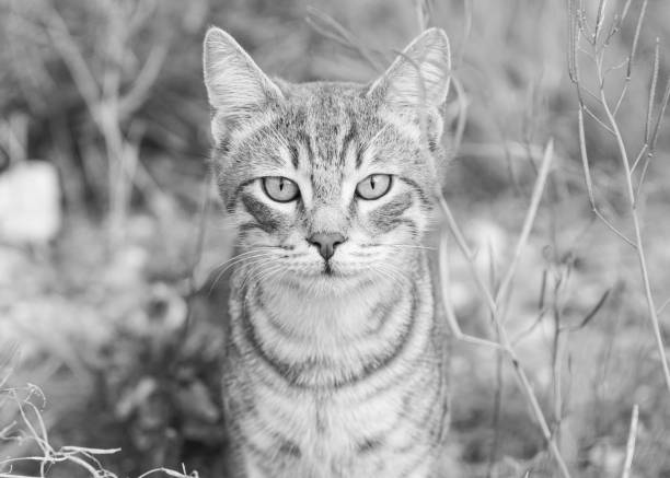Portrait of a cat in black and white